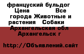 француский бульдог › Цена ­ 40 000 - Все города Животные и растения » Собаки   . Архангельская обл.,Архангельск г.